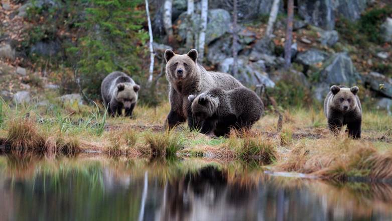 bosque boreal